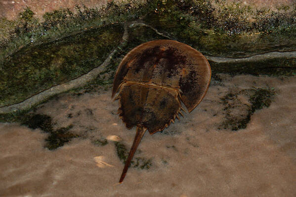 Bature Poster featuring the photograph Horseshoe Crab by Kathleen Stephens