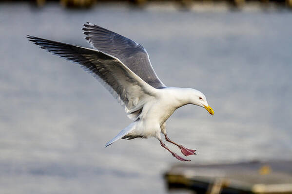 Seagull Poster featuring the photograph Hot Landing by Rob Green