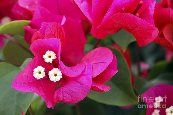 Flower Poster featuring the photograph Hot Pink Bougainvillea by Teresa Zieba