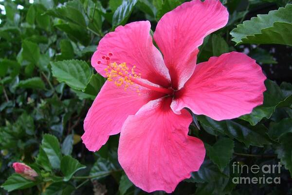 Pink Poster featuring the photograph Hot Pink Hibiscus 1 by Mary Deal