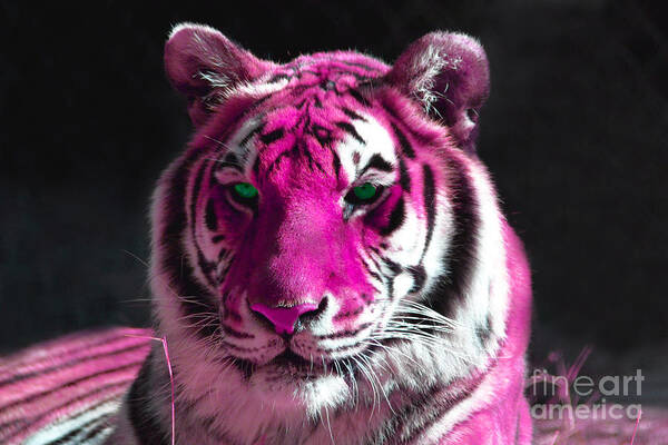 Hot Pink Tiger Poster featuring the photograph Hot pink Tiger by Rebecca Margraf