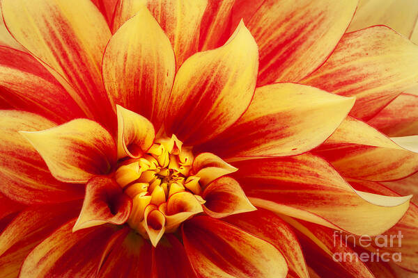 Dahlia Poster featuring the photograph Hot Stuff by Patty Colabuono