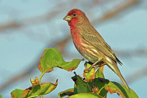 House Finch Poster featuring the photograph House Finch by David Freuthal