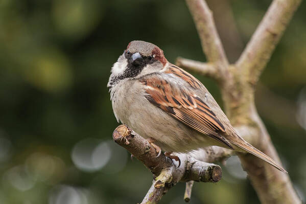 Nature Poster featuring the photograph HOuse Sparrow by Wendy Cooper