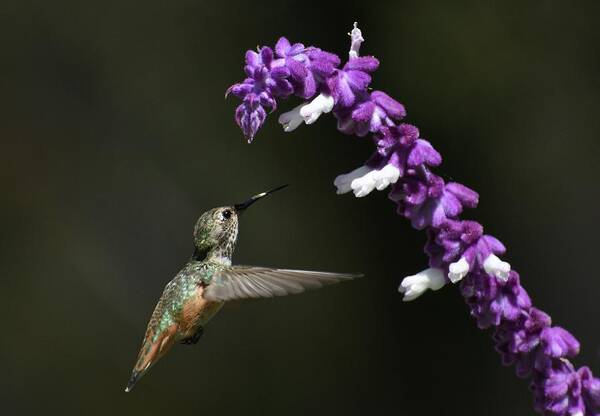 Hummingbird Poster featuring the photograph Hovering 2 by Fraida Gutovich