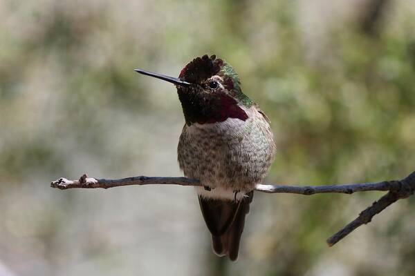 Hummingbird Poster featuring the photograph Hummingbird - 7 by Christy Pooschke