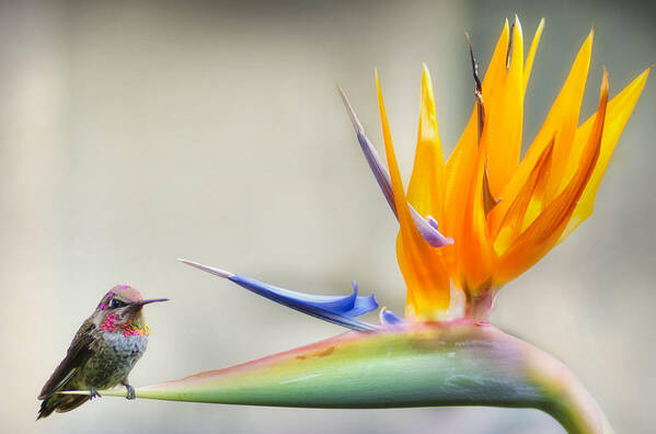 Orchid Poster featuring the photograph Hummingbird of Paradise by Lawrence Knutsson