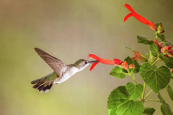 Bird Poster featuring the photograph Hummingbird by Tom and Pat Cory
