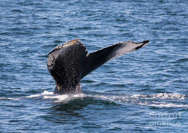 Humpback Poster featuring the photograph Humpback Whale Tail 2 by Lorraine Cosgrove