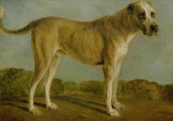 Jacques Laurent Agasse Poster featuring the painting Hunting Dog by Celestial Images