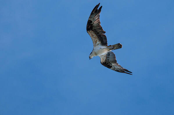 Animal Flying Poster featuring the photograph Hunting Osprey by Brian Green