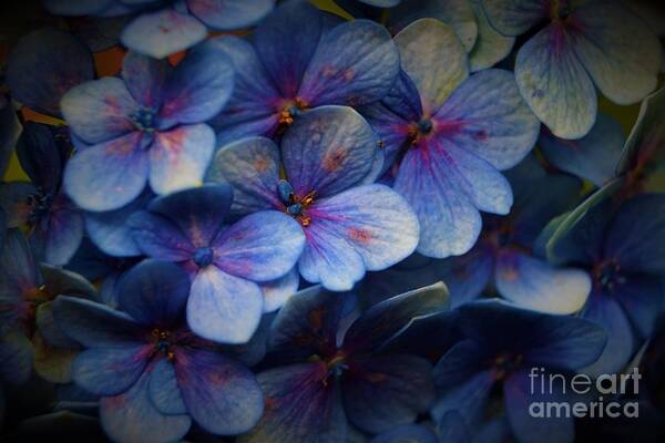Hortensia Poster featuring the photograph Hydrangea by Cassandra Buckley