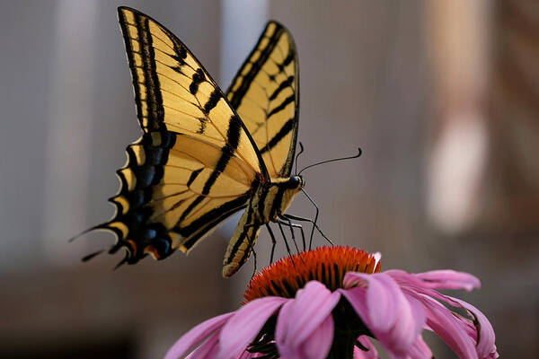 Butterfly Poster featuring the photograph I Like Flowers on my Table by Jessica Myscofski