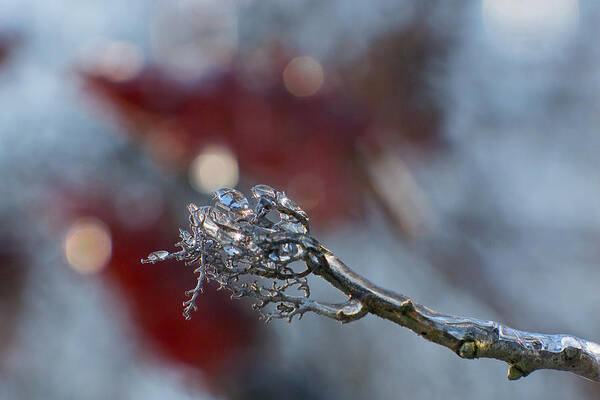 Nature Poster featuring the photograph Ice Wand by Jane Melgaard