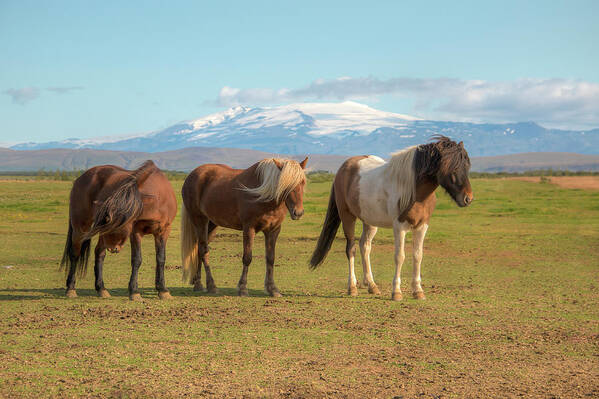 Icelandic Horse Poster featuring the photograph Icelanders 0639 by Kristina Rinell