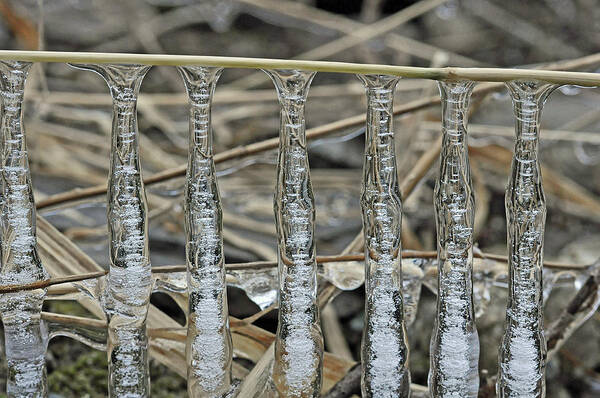 Winter Poster featuring the photograph Icicles On A Stick by Glenn Gordon