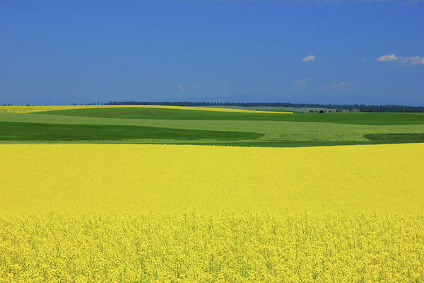 Yellow Poster featuring the photograph Idaho Field by Wasatch Light