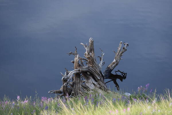 Stump Poster featuring the photograph Stump Chambers Lake Hwy 14 CO by Margarethe Binkley