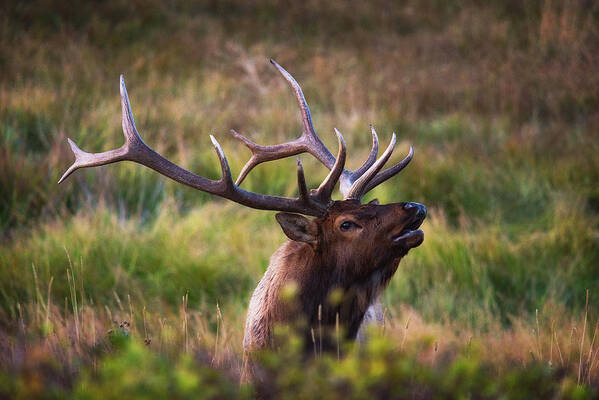 Elk Poster featuring the photograph I'm talking to you. by Darren White
