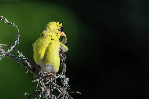 American Gold Finch Poster featuring the photograph I'm Telling You, Preening Is For The Birds by Ron Dubreuil