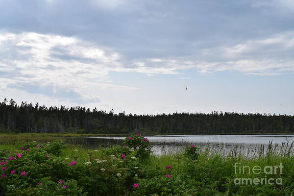 Sky Poster featuring the photograph Images from Maine 2 by Barrie Stark