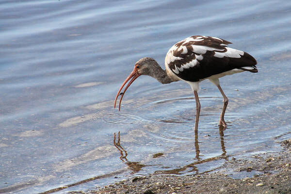 Bird Poster featuring the photograph Immature Ibis with a Catch by Rosalie Scanlon