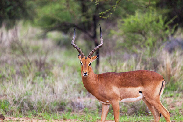 Impala Poster featuring the photograph Impala Solo by Erika Gentry