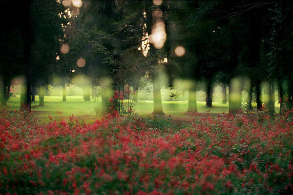 Impressionistic Photography Poster featuring the photograph Impression at the Yarkon Park by Dubi Roman