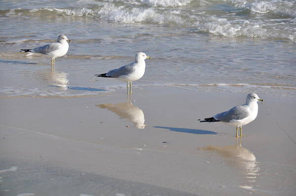 Birds Poster featuring the photograph In A Row by Jan Amiss Photography