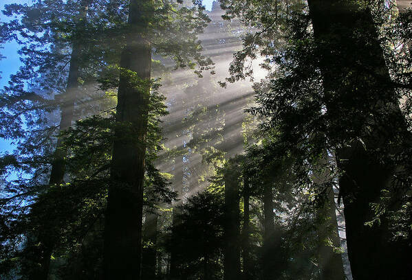 Red Wood Forest Poster featuring the photograph In the California Redwood forest by Ulrich Burkhalter