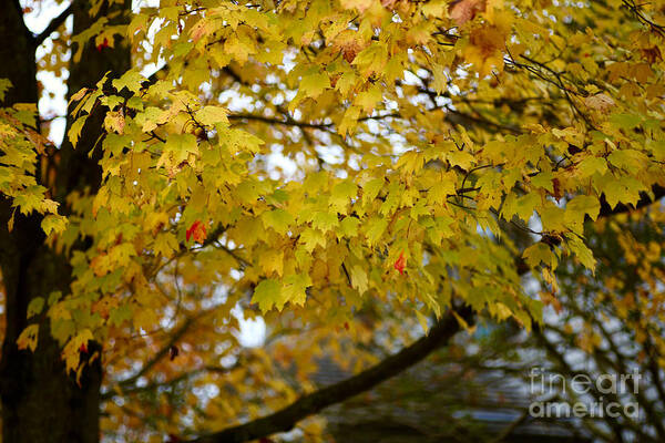 Fall Leaves Poster featuring the photograph In the Fall by Lara Morrison