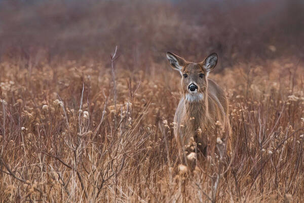 Deer Poster featuring the photograph In the Meadow by Robin-Lee Vieira