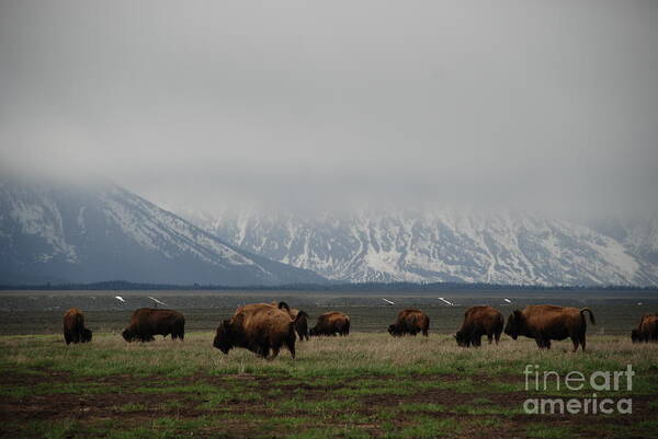 Bison Poster featuring the photograph in the Tetons by Jim Goodman