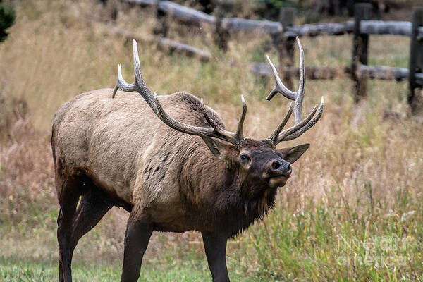 Bull Elk Poster featuring the photograph In this Corner by Jim Garrison