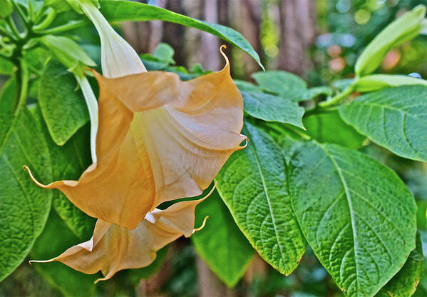 Brugmansia Poster featuring the photograph 'Inca Sun' Brugmansia 2 by Janis Senungetuk