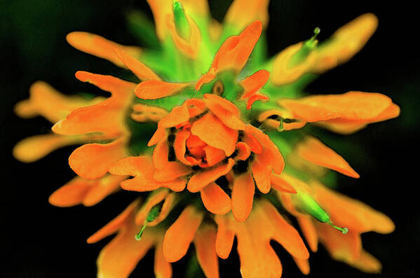 Flower Poster featuring the photograph Indian Paintbrush by Winnie Chrzanowski