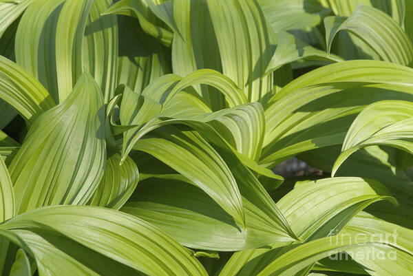 Landscape Poster featuring the photograph Indian Poke - Veratrum veride- by Erin Paul Donovan