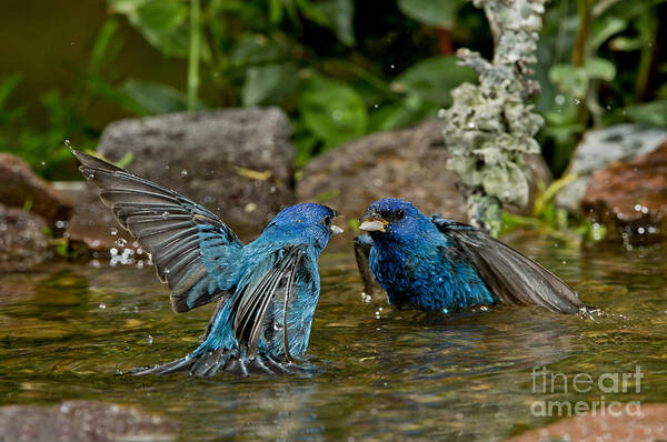Indigo Bunting Poster featuring the photograph Indigo Bunting Fight by Anthony Mercieca