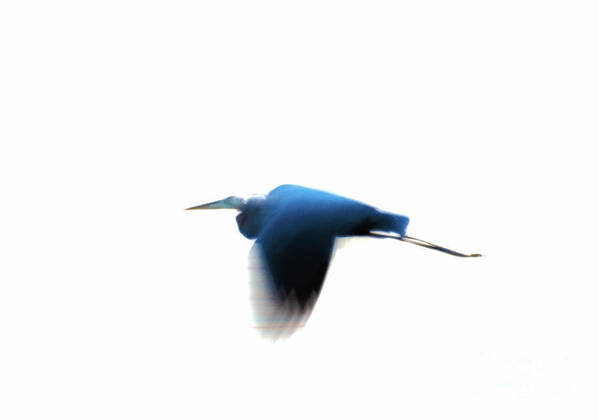 Heron Poster featuring the photograph Inflight by William Norton