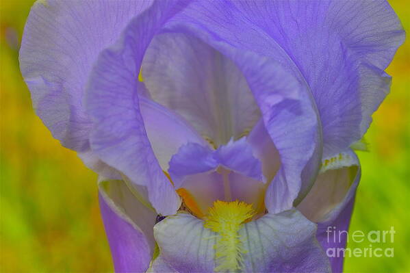 Iris Poster featuring the photograph Inner Beauty by Alice Mainville