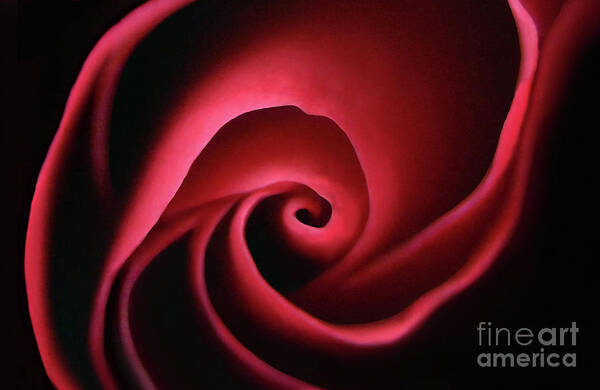 Rose Poster featuring the photograph Inner Glow by Dan Holm