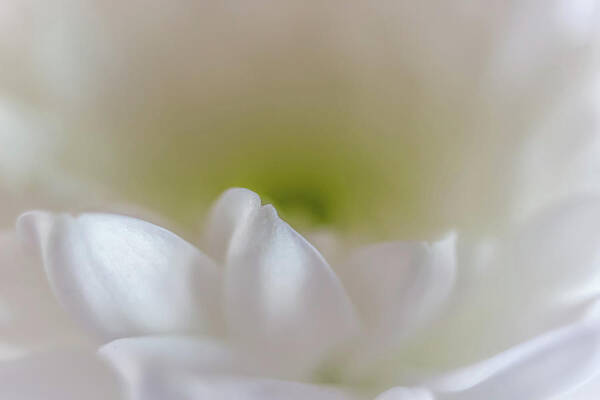 Flower Poster featuring the photograph Innocence by Marnie Patchett