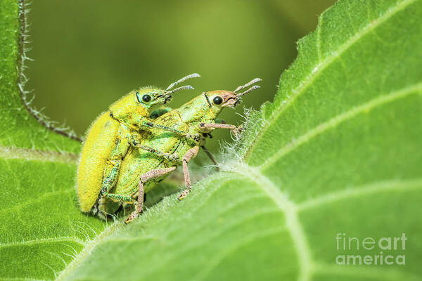 Animal Poster featuring the photograph Insect mating by Tosporn Preede