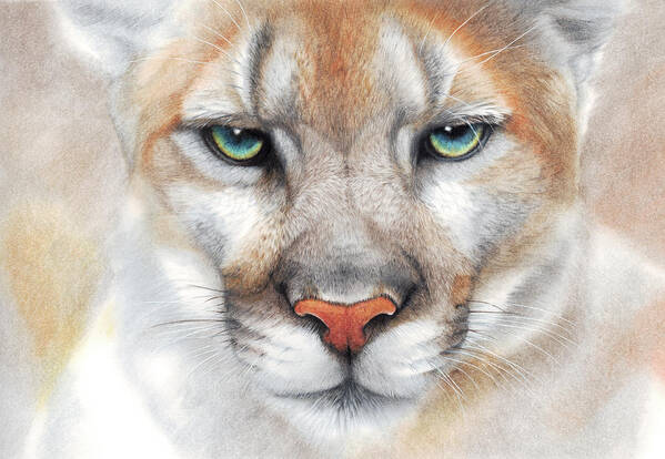 Mountain Lion Poster featuring the drawing Intensity - mountain lion - puma by Peter Williams