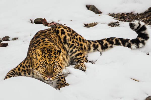 Amur Leopard Poster featuring the photograph Intensity by Teresa Wilson