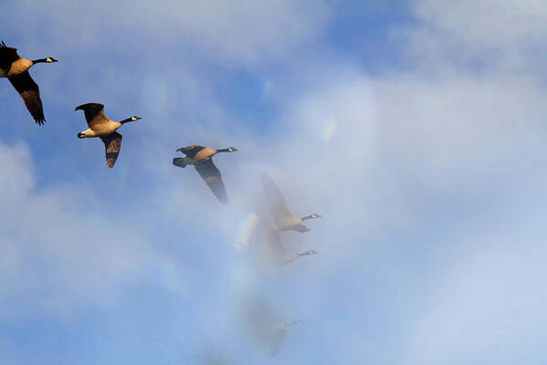 Canadian Geese Poster featuring the photograph Into the Clouds by Jackson Pearson