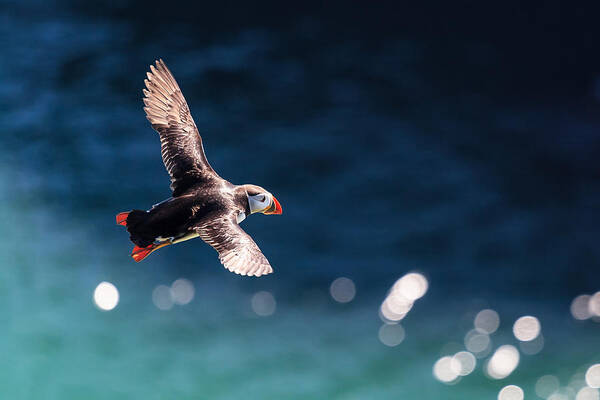 Puffin Poster featuring the photograph Into The Light by Ingi T. Bjornsson