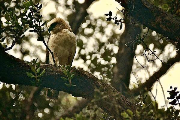 'io Hawaiian Hawk Poster featuring the photograph Io - Hawaiian Hawk by Lehua Pekelo-Stearns