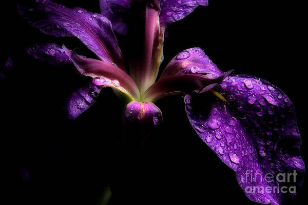 Iris Flower Poster featuring the photograph Iris Bloom by Michael Eingle