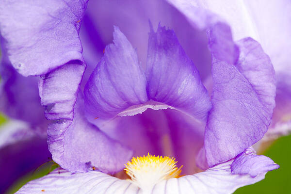 Iris Purple Poster featuring the photograph Iris Blossom by Dina Calvarese